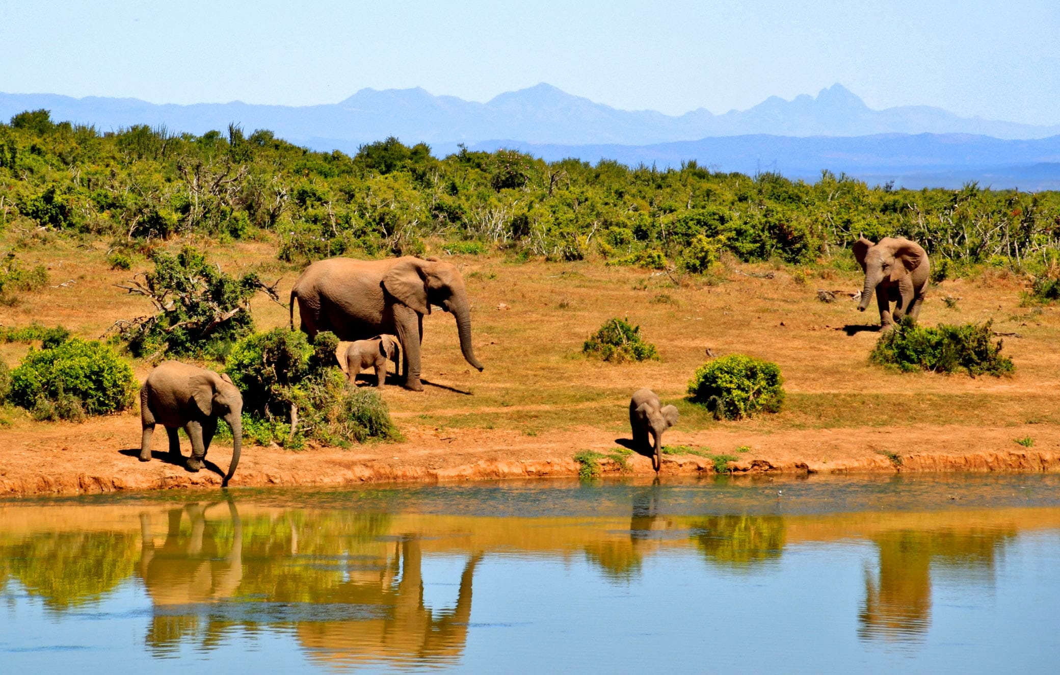 Afrique