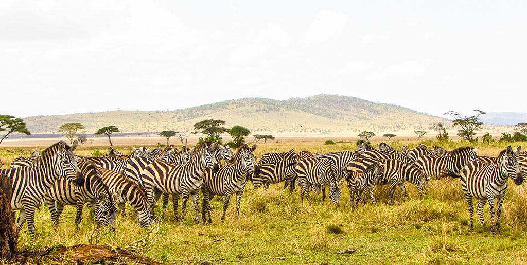 Afrique