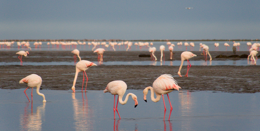 Namibie