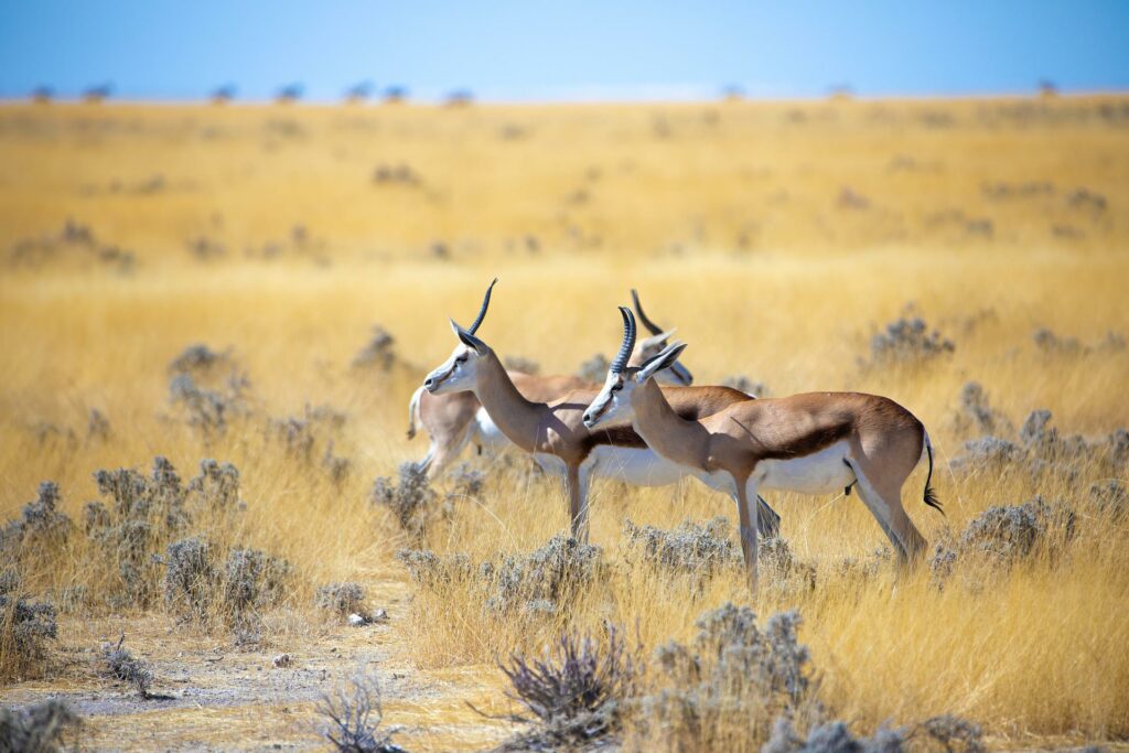 deux gazelles en safari