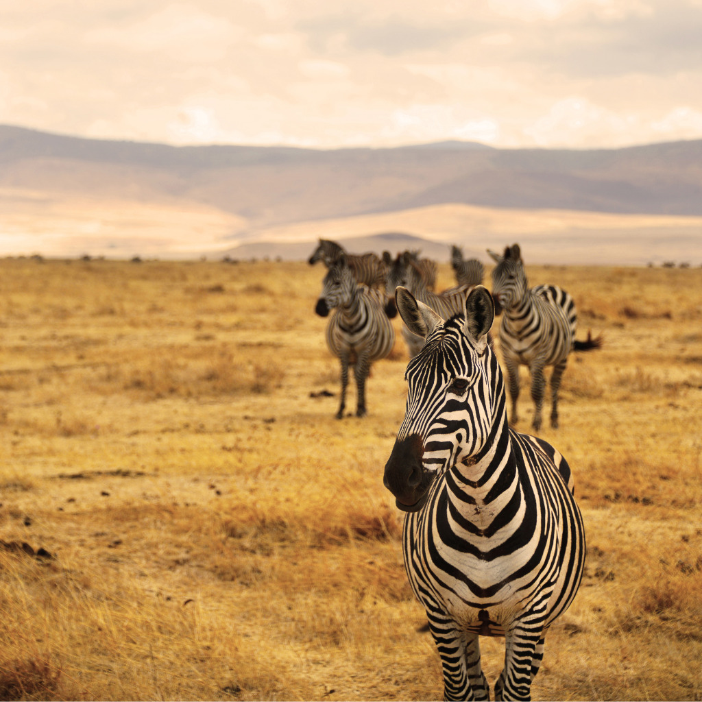 plusieurs zèbres dans la savane