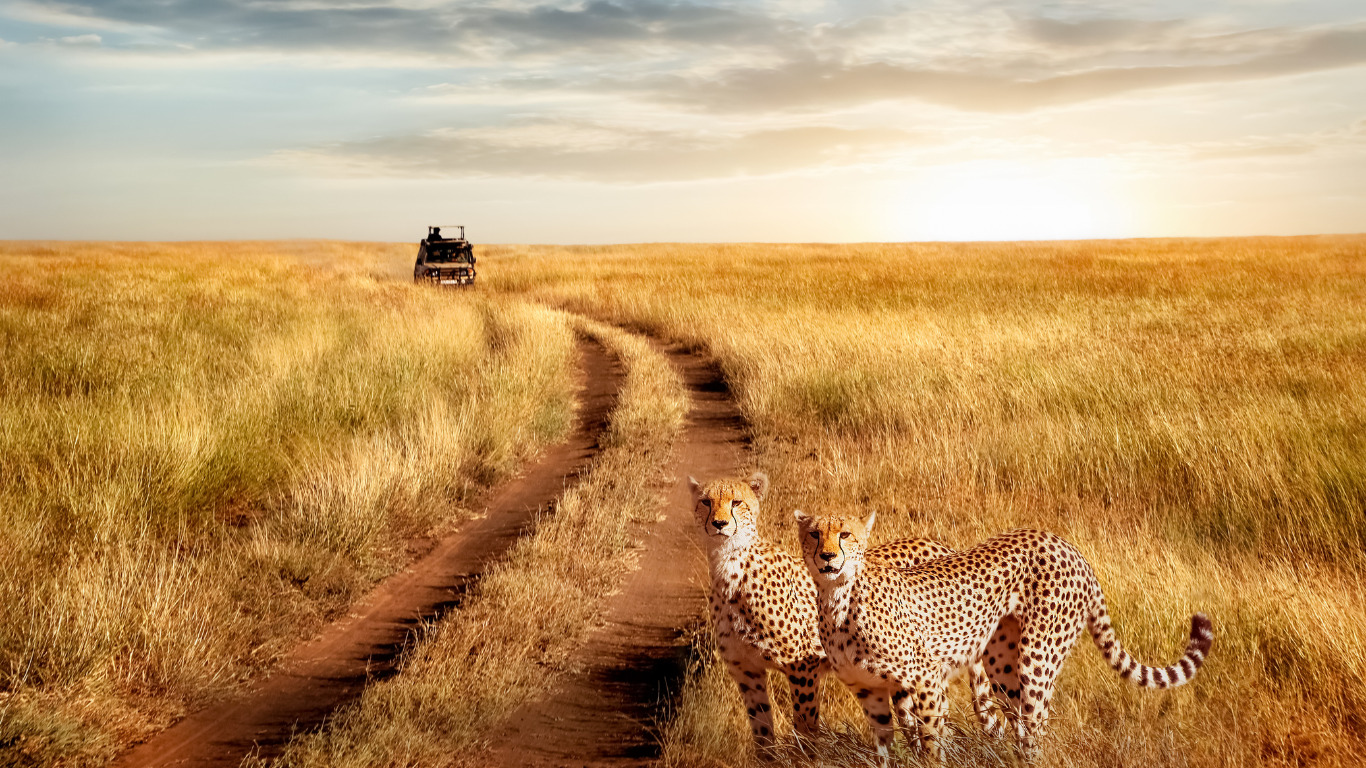 deux guépards dans la savane avec une voiture en arrière plan
