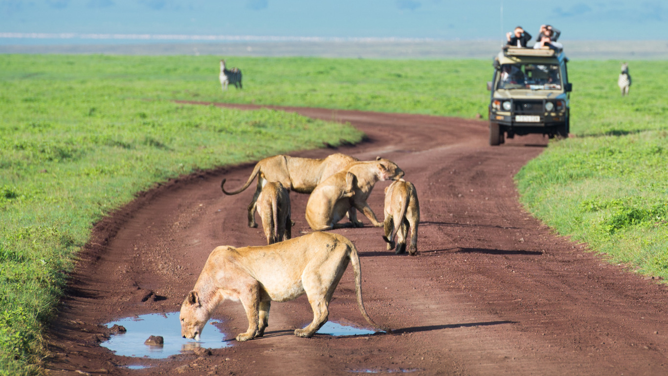 deux lions qui boivent de l'eau dans une savane avec une voiture en arrière plan