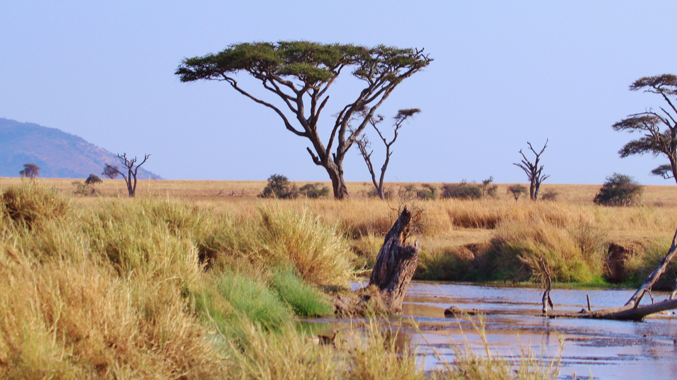 un arbre dans la savane avec un plan d'eau