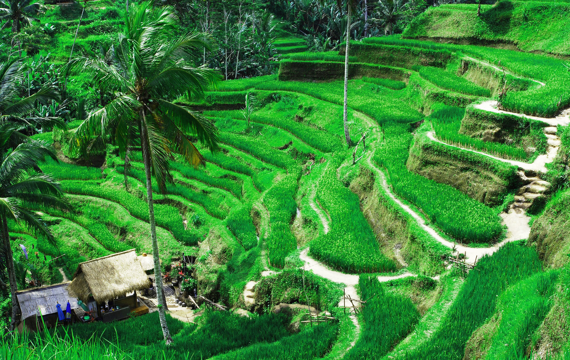 un champ magnifique à Bali