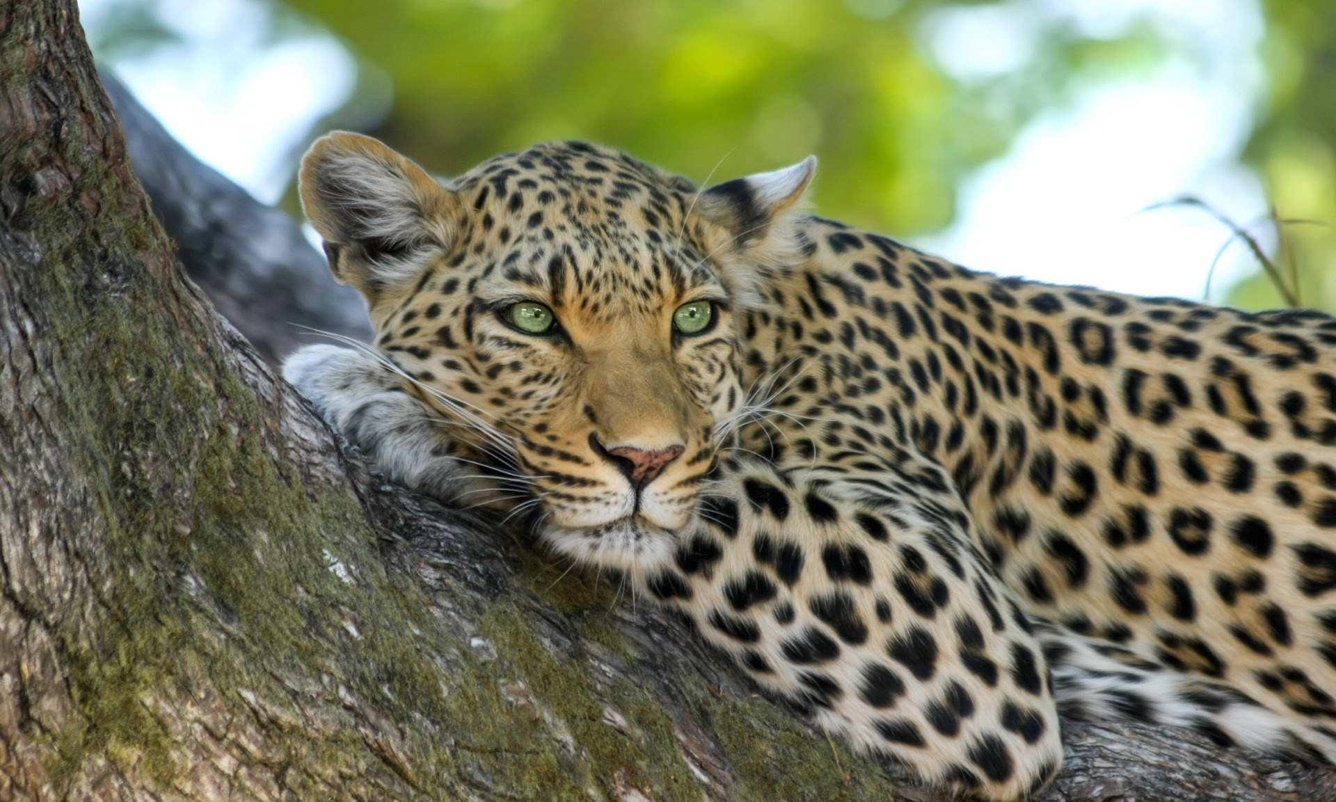 un guépard allongé sur un arbre