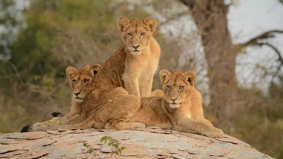 Lionnes brunes sur une roche, Parc national Kruger Afrique du Sud Lionnes brunes sur une roche, Parc national Kruger Afrique du Sud