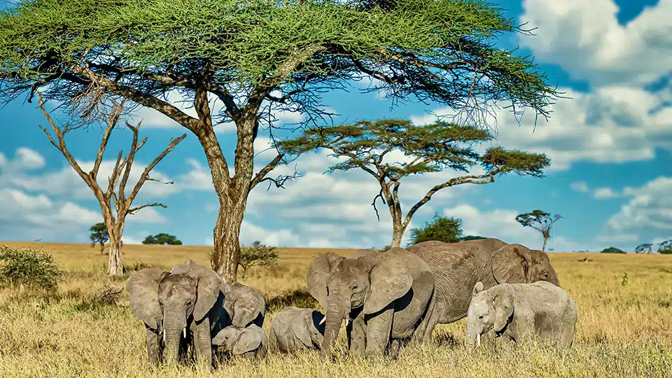 un groupe d'éléphants marchant sur l'herbe sèche dans la nature sauvage de Tanzanie un groupe d'éléphants marchant sur l'herbe sèche dans la nature sauvage de Tanzanie