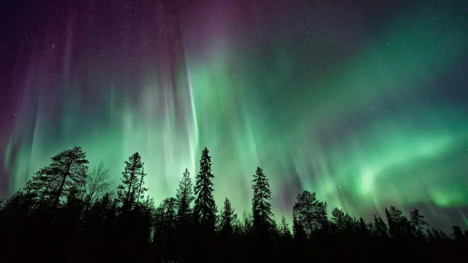 Silhouette d'arbres près d'aurores boréales pendant la nuit Silhouette d'arbres près d'aurores boréales pendant la nuit