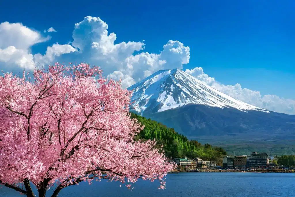 cerisier montagne japon