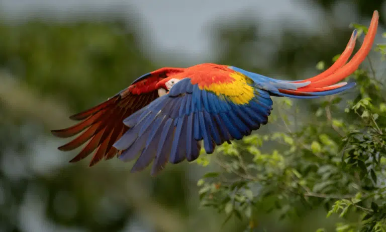 voyage costa rica pays