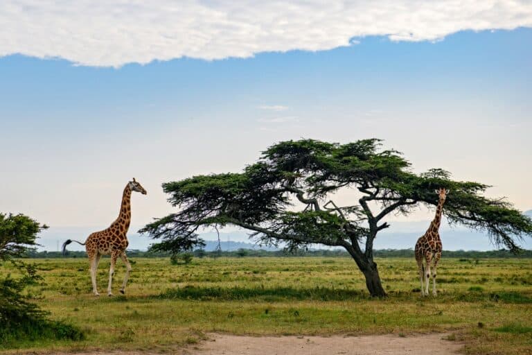 Vivez le luxe et l'aventure au cœur du Kenya