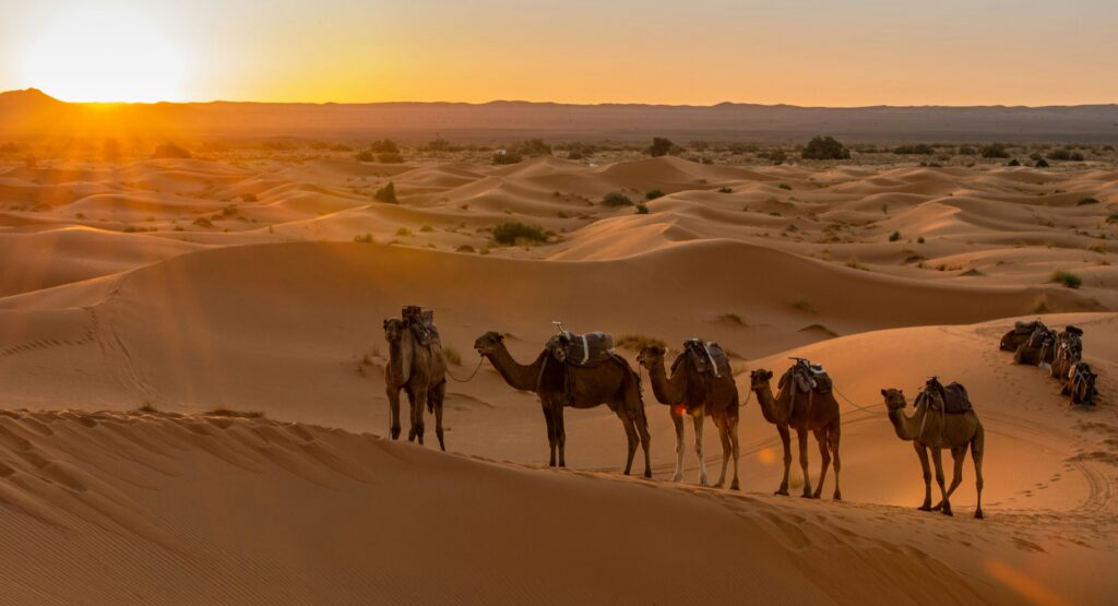 Groupe de chameaux avançant sur les dunes au coucher du soleil dans un désert doré