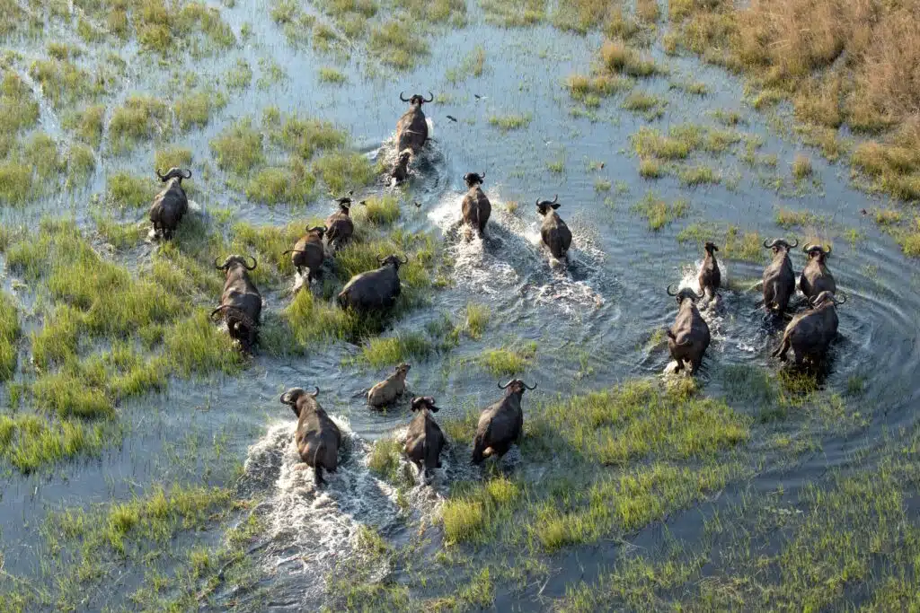 Botswana Buffles