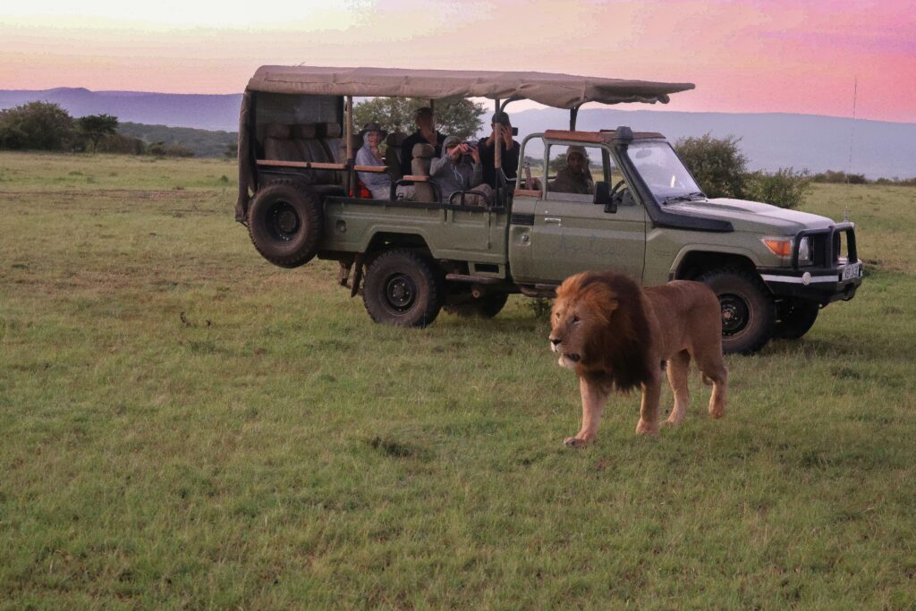 Véhicule de safari observant un lion traversant la savane