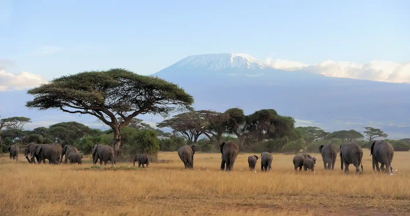 tanzanie elephant