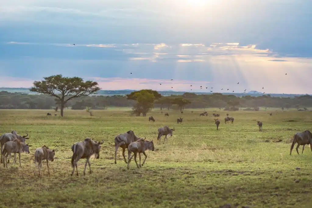 tanzanie gnou