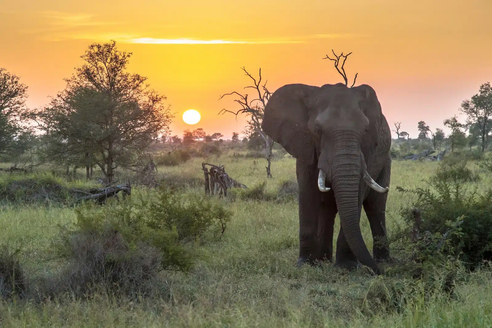 Safari Kenya
