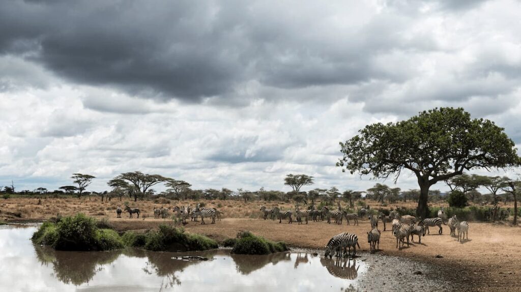 zebres river serengeti tanzaniej.pg zebres river serengeti tanzaniej.pg