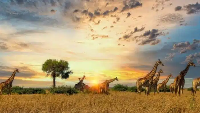 Girrafes 700x394