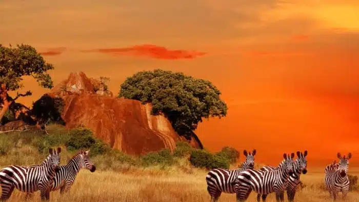 Savane en Afrique du Sud 700x394