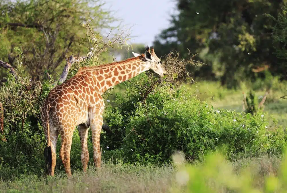 ouganda safari