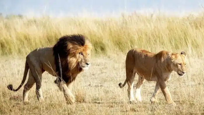 safari kenya lyonet lyonne 700x394
