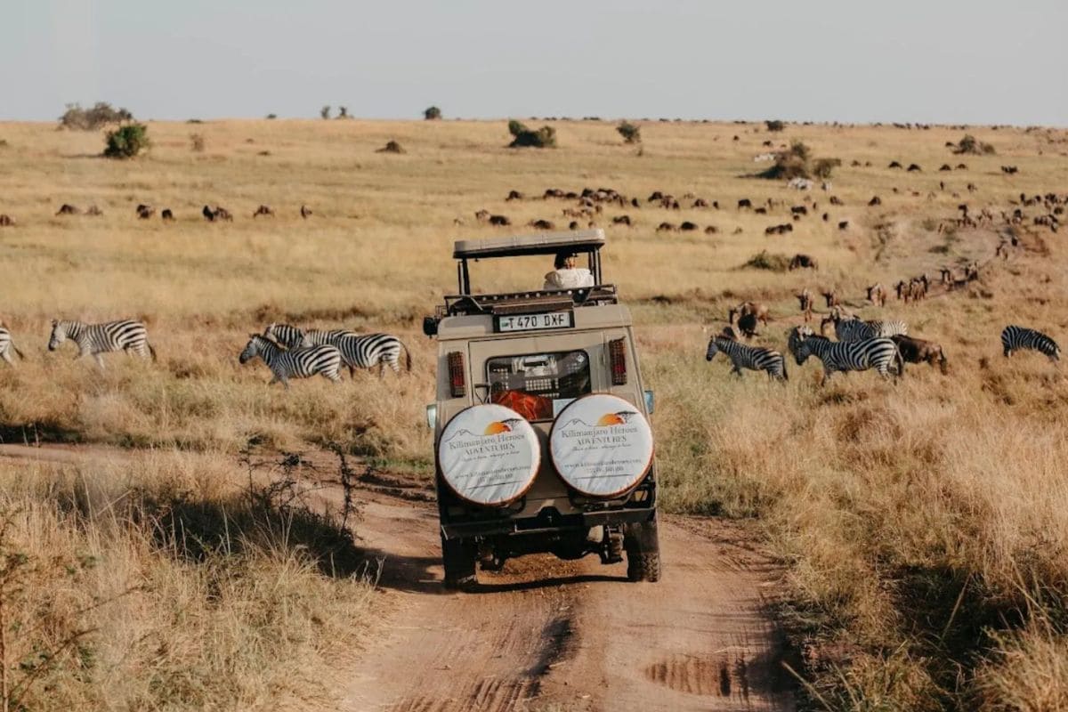Safari en Tanzanie avec Kilimanjaro Heroes Adventures. Un 4x4 de safari circulant sur une piste en terre dans la savane, entouré de zèbres et de gnous lors d'une expédition animalière en Afrique de l'Est.
