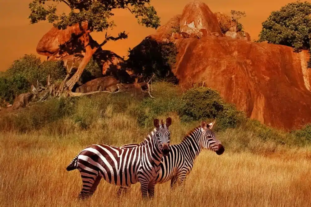 Savane en Afrique du Sud scaled