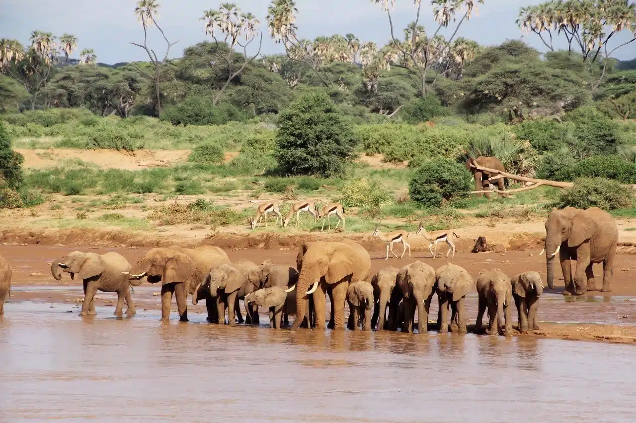 Groupe d'élephants source eau au Kenya Safari en octobre