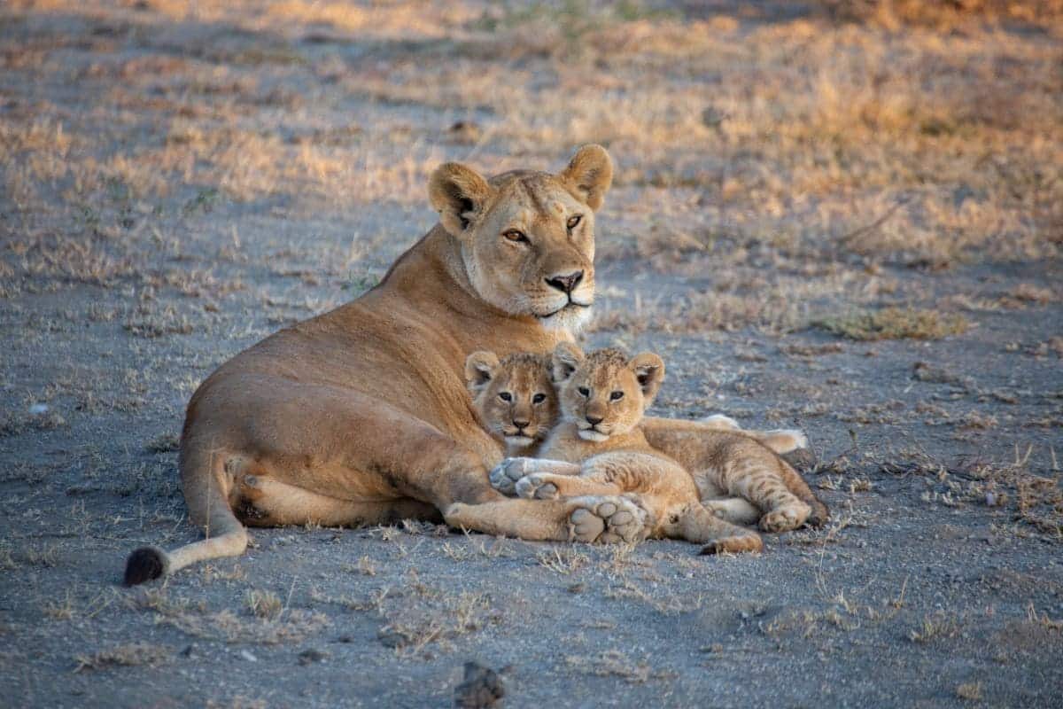 lionceaux avec leur mère lionceaux avec leur mère, Safari en Afrique à la carte