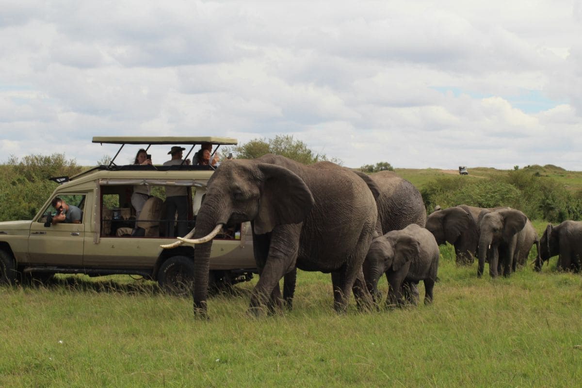 Des voyageurs en Safari en Afrique du Sud avec un groupe d'éléphants.