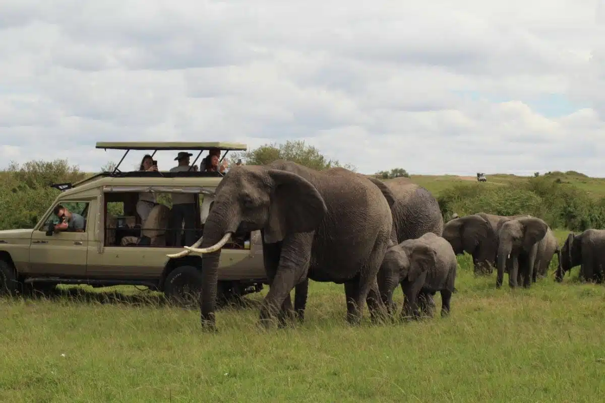 Des voyageurs en Safari en Afrique du Sud avec un groupe d'éléphants.