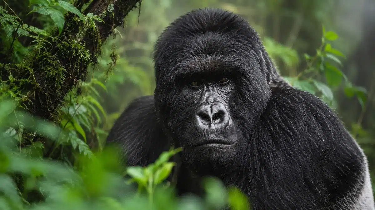 Safari en Afrique - trek gorilles de montagne Parc des Volcans Rwanda regard direct