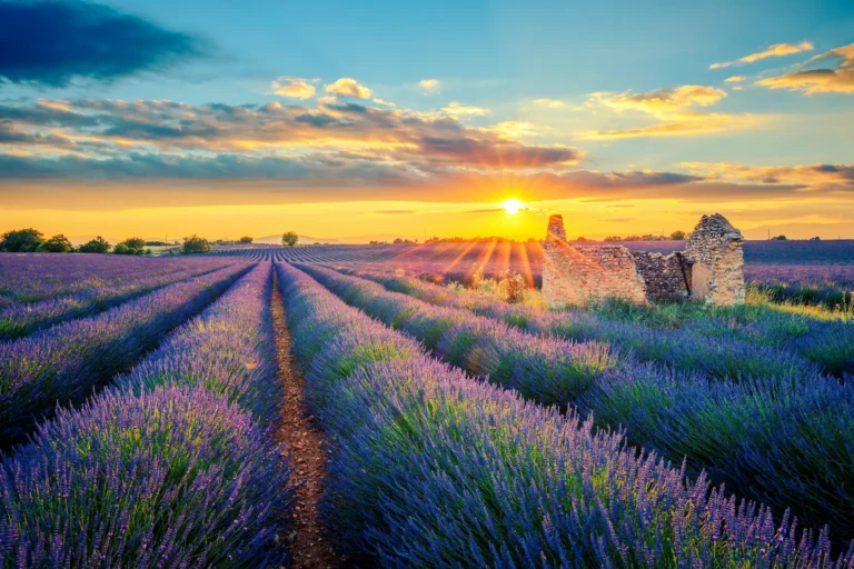 Au cœur de la Provence : vignobles, villages perchés et calanques