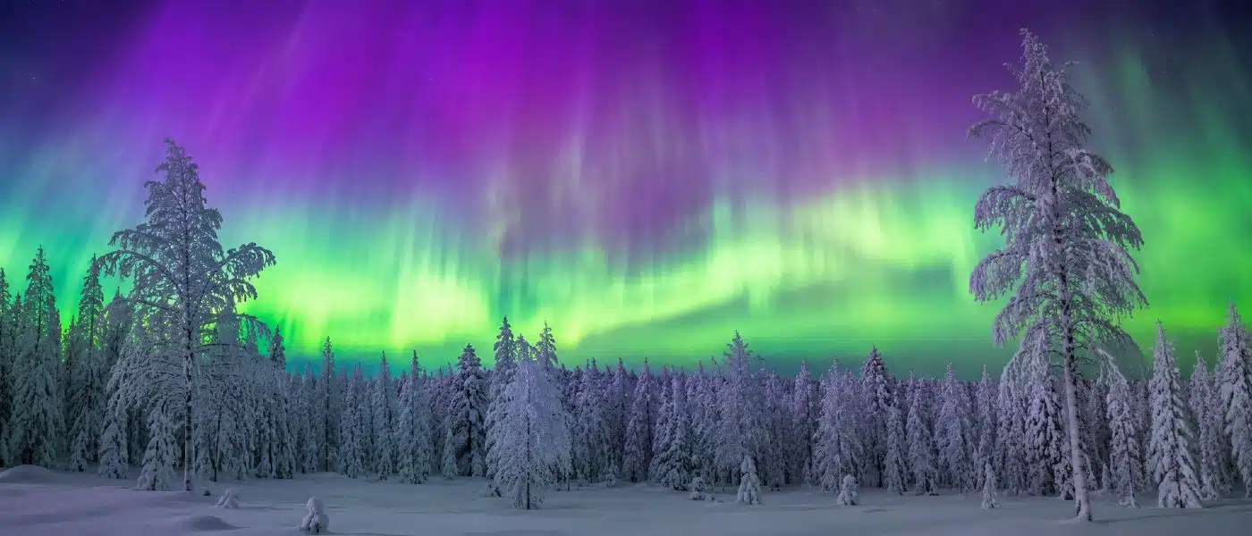 Aurores boréales vertes et violettes illuminant une forêt de bouleaux enneigée en Laponie la nuit
