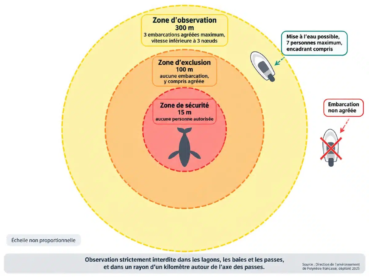 Schéma des trois zones réglementaires d'approche des baleines en Polynésie française : 15, 100 et 300 mètres